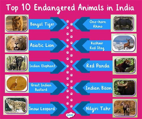 List of Top 10 Endangered Animals in India 2024 - Twinkl