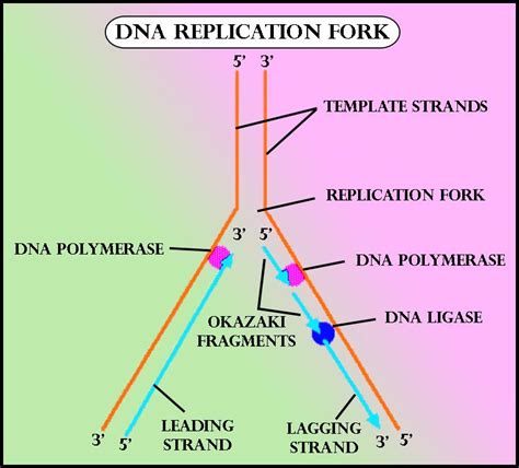 Replication Fork