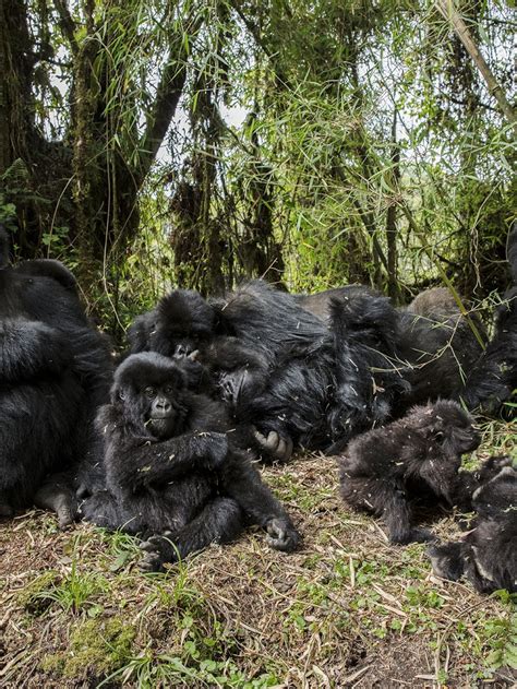 Mountain Gorilla Habitat Map