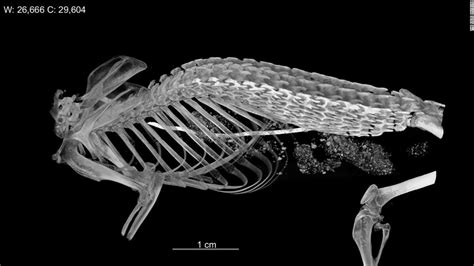 Hero shrews have strong, interlocking spines unlike any other animal ...