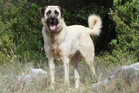 Anatolian Shepherd Dog Dog Breed Information