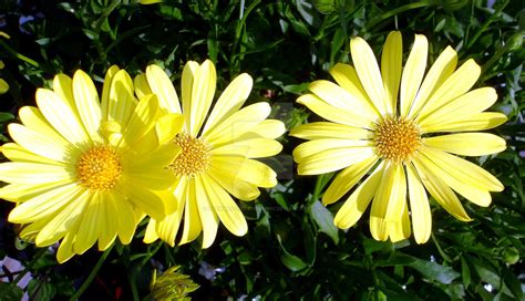 Three yellow Gerber Daisies by Loewnau-Photography on DeviantArt