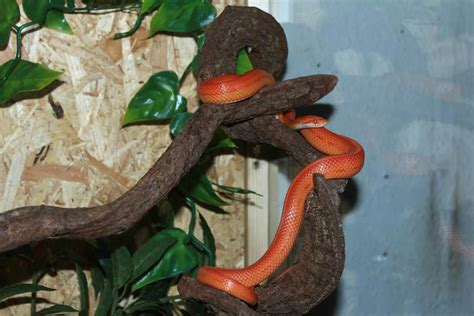 Corn Snake Care Sheet: A Simple (But Complete) Guide for Beginners