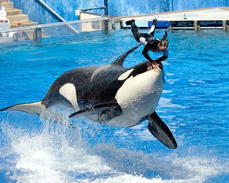 Eat with the Animals at SeaWorld, Orlando | TravelVivi.com