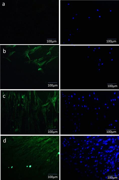 C-kit protein locations on days 0 in undifferentiated and untreated ...