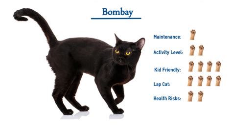 Bombay Cat Breed… Everything You Need to Know at a Glance!