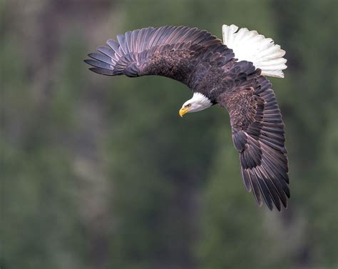 Washington | Bald Eagle Wingspan