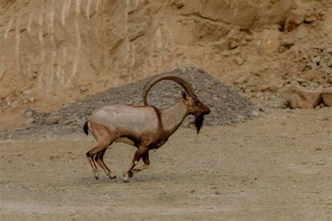 Premium Photo | Ibex or mountain goat in the habitat mountain goat or ...