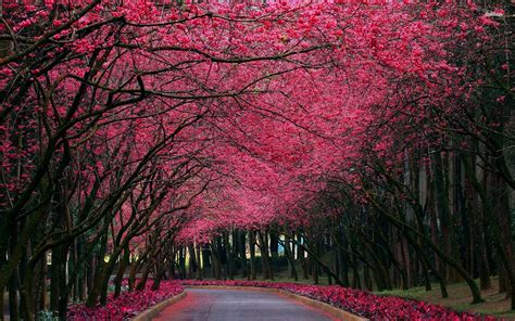 Pink Trees Wallpapers - Wallpaper Cave