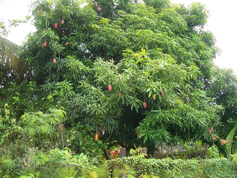 File:E9211-Nadi-mango-tree.jpg - Wikipedia