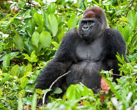 Western Lownland Gorillas - Congo gorilla safaris , congo safaris