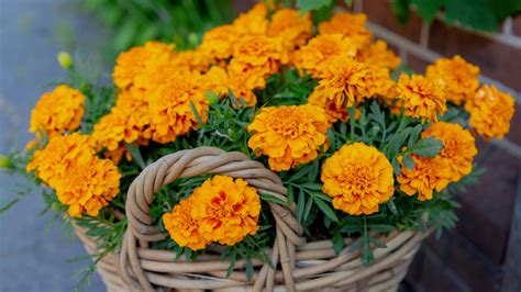 Can Mexican Marigolds Really Ward Off Pests From Your Garden?