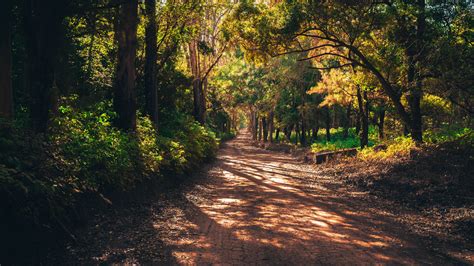 Free Images : landscape, tree, nature, forest, path, sand, wood, road, trail, sunlight, morning ...