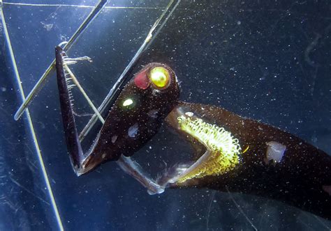 Bioluminescence Is Spreading To New Fish Species