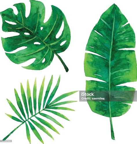 Watercolor Tropical Leaves Stock Illustration - Download Image Now ...