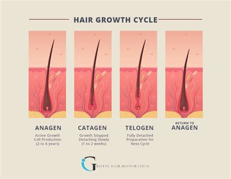 Facial Hair Growth Cycle