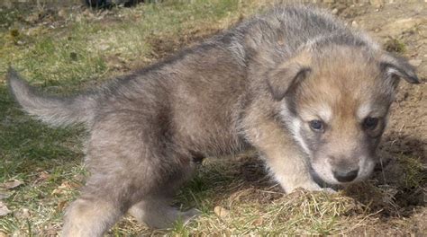 Saarloos Wolfdog Breed Info, History, Temperament, Training, Puppy, Pictures