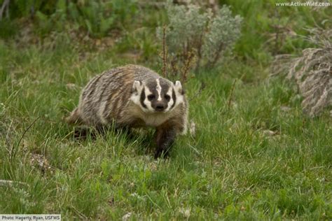 American Badger Facts, Pictures & In-Depth Information