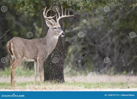 10 Point Whitetail Buck Deer Royalty-Free Stock Photography | CartoonDealer.com #13254863