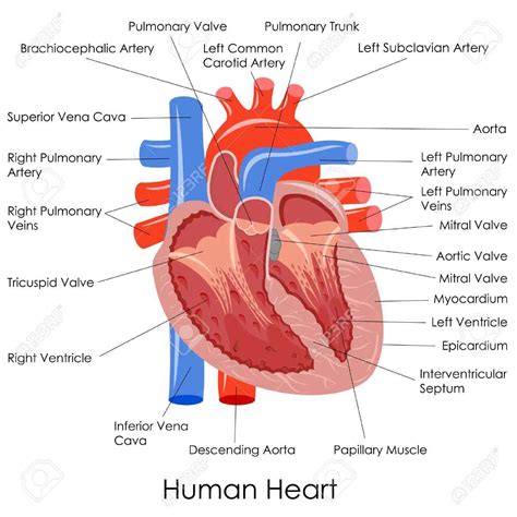 Heart Diagram With Labels