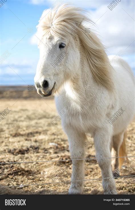 Icelandic Horse Breed Image & Photo (Free Trial) | Bigstock