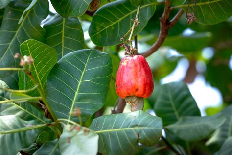 Cashew Tree Photos, Download The BEST Free Cashew Tree Stock Photos & HD Images