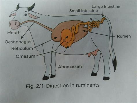 Digestive System Of A Cow Diagram