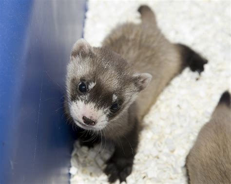 Black-footed Ferret Facts, Habitat, Diet, Life Cycle, Babies, Pictures