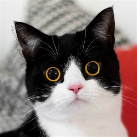 Meet Izzy, The Cat With The Funniest Facial Expressions That's Going Viral On Instagram - Page 3 ...