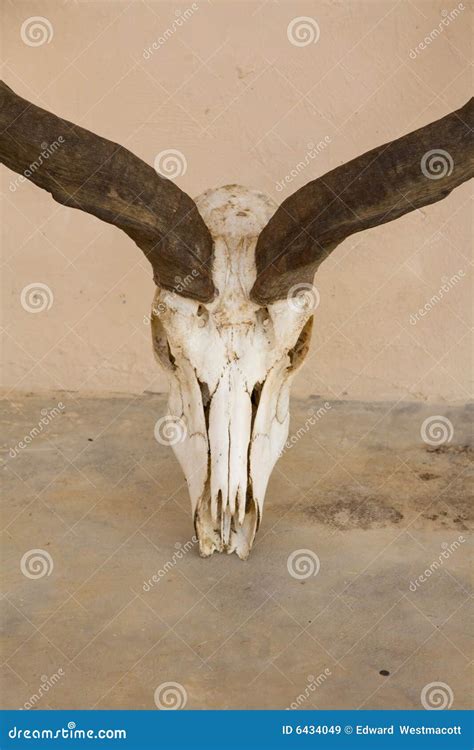 Kudu Skull Royalty Free Stock Images - Image: 6434049