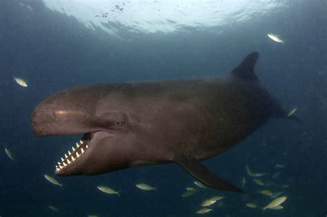 Bottlenose Dolphin and False Killer Whale - Hybrid Animals