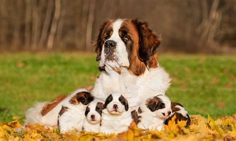 What Should I Feed My St Bernard Puppy