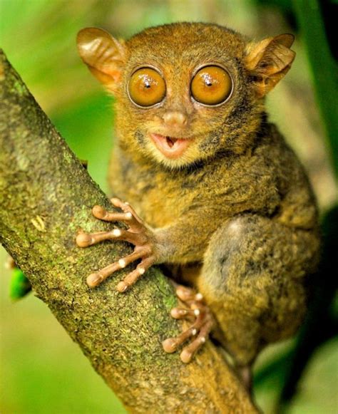 a small brown animal sitting on top of a tree branch with eyes wide open and one eye partially ...