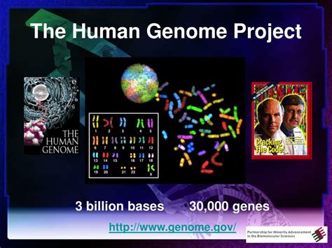 PPT - Introduction to Genomics, Bioinformatics & Proteomics PowerPoint Presentation - ID:991825