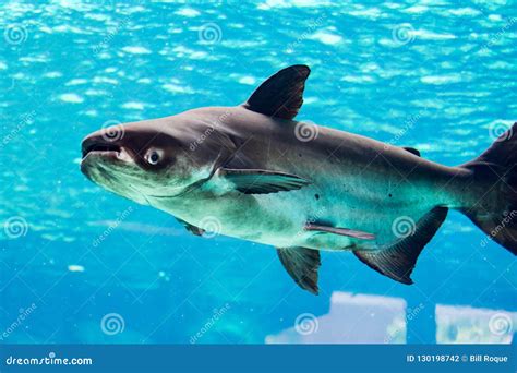 An Endangered Mekong Giant Catfish Pangasianodon Gigas while Swimming on a Blue Water Aquarium ...