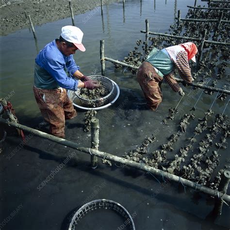 Oyster farming - Stock Image - E766/0060 - Science Photo Library