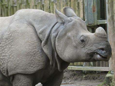 Greater one-horned rhino - ZooChat