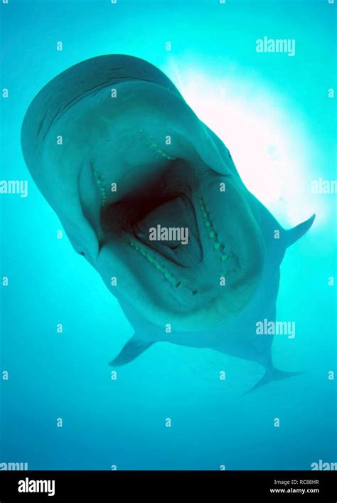 Blue whale mouth hi-res stock photography and images - Alamy