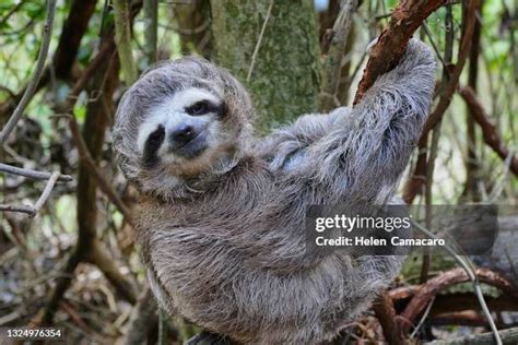 797 Baby Sloth Stock Photos, High-Res Pictures, and Images - Getty Images