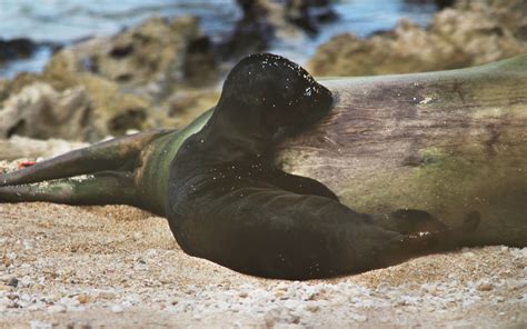 Birth of a Hawaiian Monk Seal Pup! | Hawaiian Forest