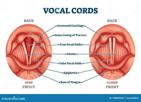 Vocal Cords Vector Illustration | CartoonDealer.com #57033548