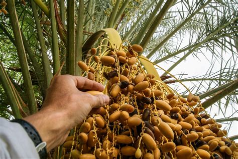 Judean date tree proves its seeds still have power | The HC Companies