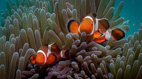 Colorful Clownfish Fishes Underwater Near Coral Reef HD Clownfish Wallpapers | HD Wallpapers ...