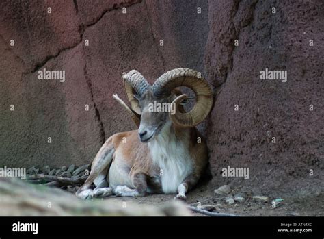 Urial sheep hi-res stock photography and images - Alamy