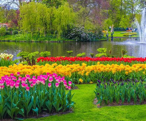 Keukenhof Tulip Garden by KellyLynnMartin on DeviantArt