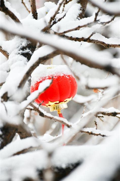 A Red Traditional Lantern on a Tree Branch during Winter · Free Stock Photo