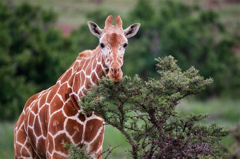 Reticulated Giraffe | Sean Crane Photography