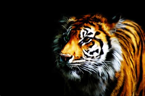 Tiger Desktop Backgrounds - WallpaperSafari