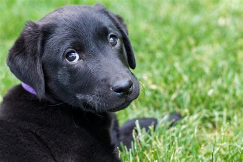 Summer Sale! Beautiful Female Black Lab Puppy– Placed – Puppy Steps Training