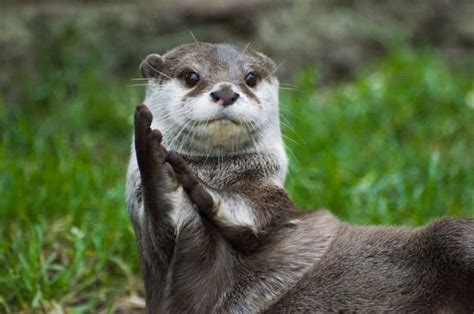 Top 12 River Otter Facts - Diet, Habitat, Anatomy & More - Facts.net